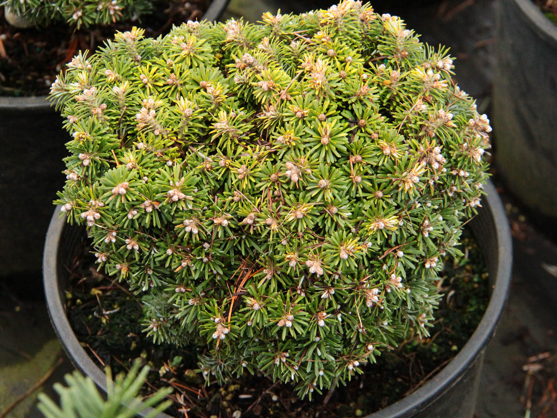 Abies koreana 